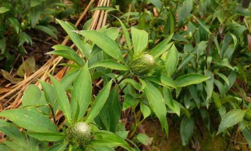 荷叶 功效网 :分享卫之林荷叶功效-山楂决明子陈皮荷叶功效知识